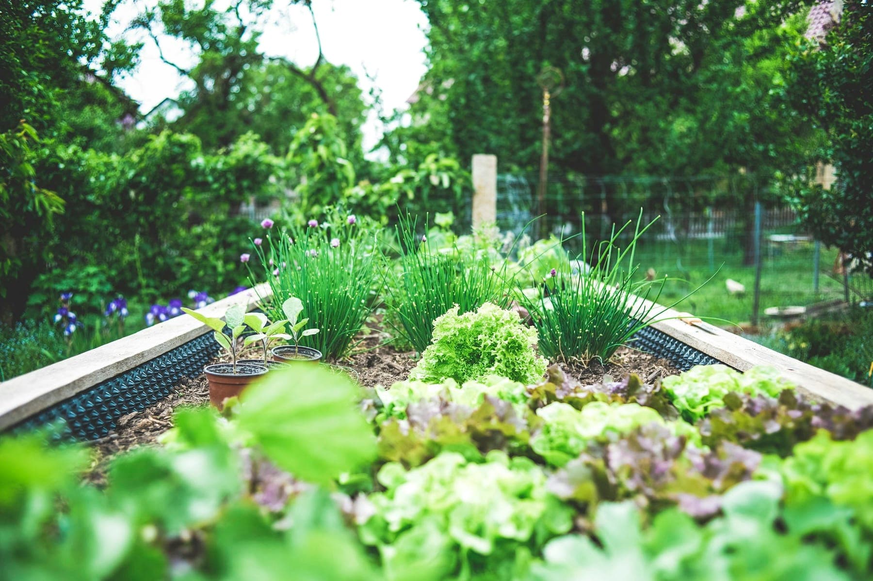 Renovated raised garden beds planted with fresh greenery